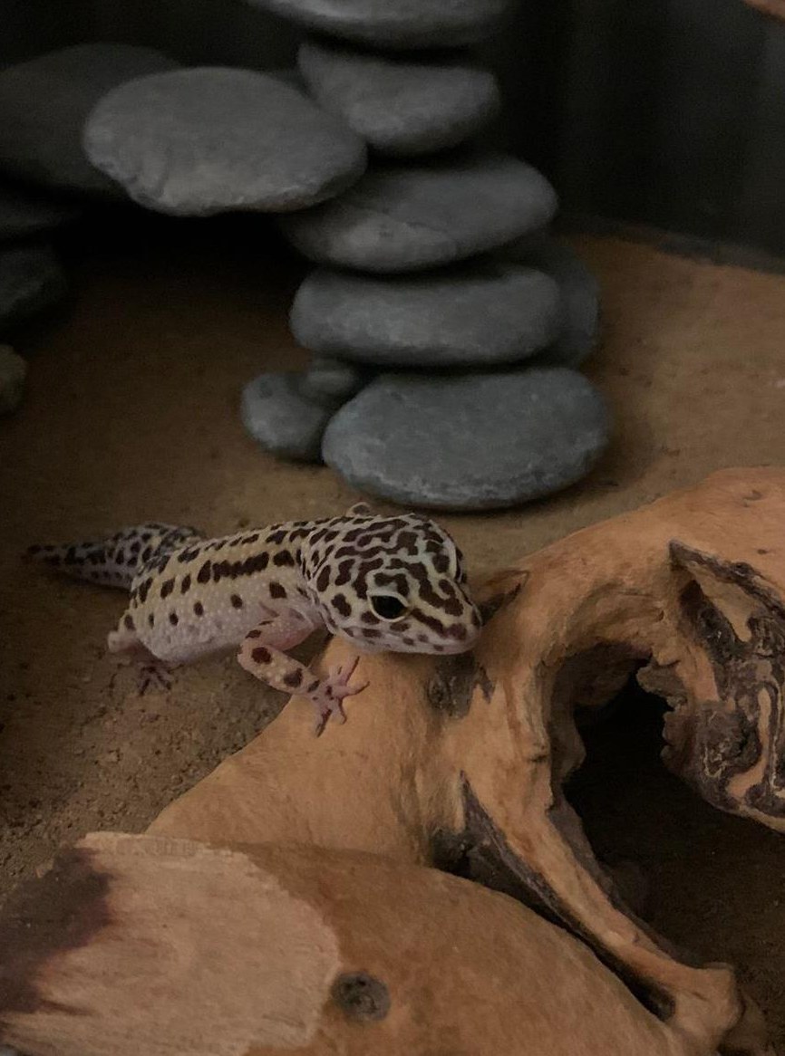 Leopardgecko, weiblich, Jahrgang 2012, blind sucht Zuhause