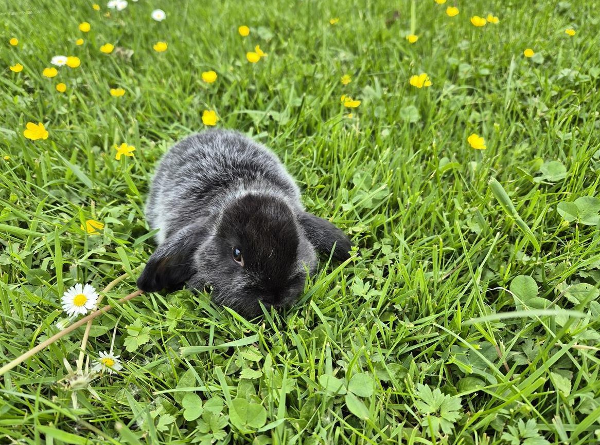 Süsser junger Minilop Rammler