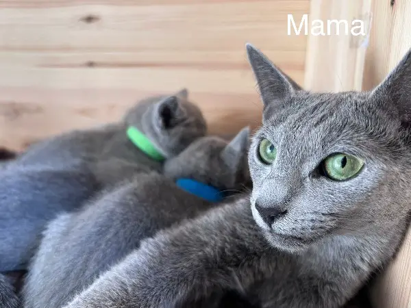 Russisch Blau Kitten vom seriösen Züchter