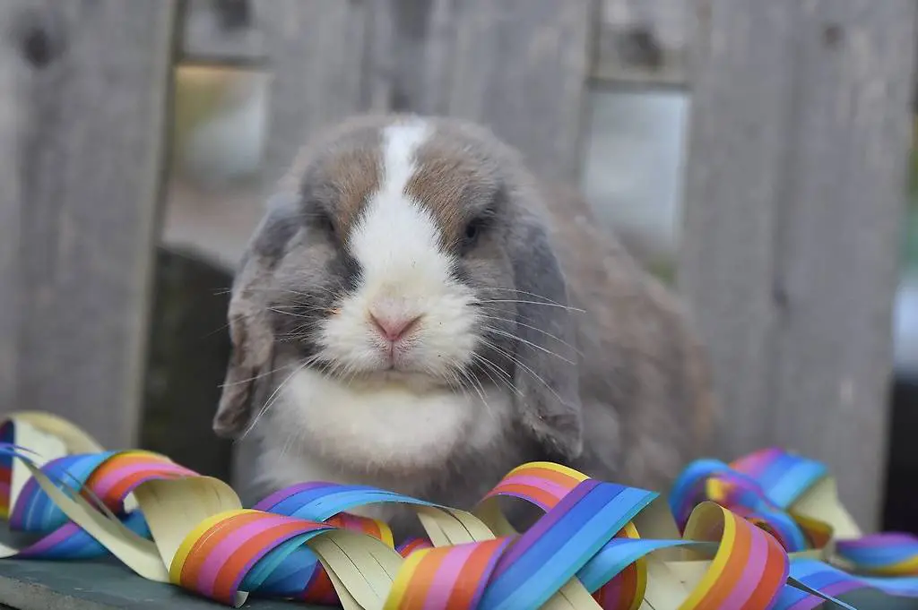 Zwergwidder Weibchen