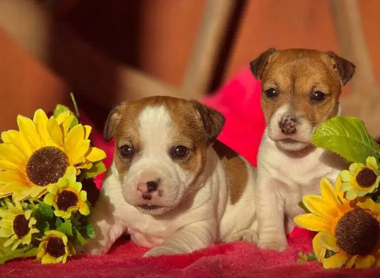 Jack Russell Terrier Welpen - reinrassig o.P.