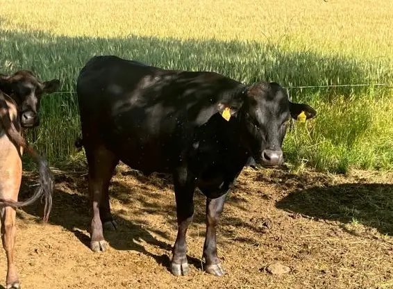 Wagyu Rinder zu verkaufen