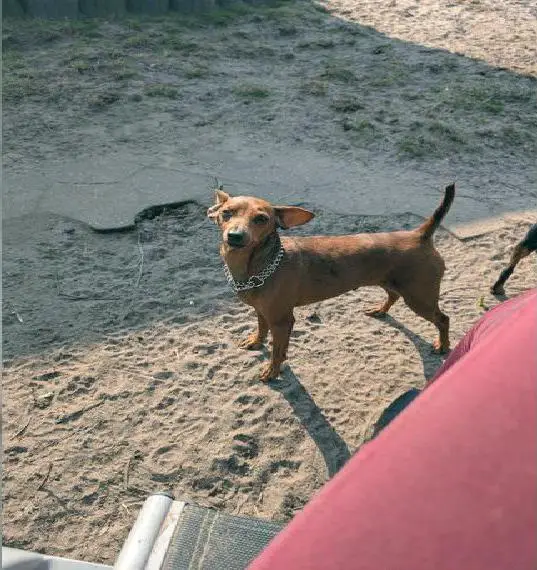 Zuhause gesucht für Zwergpinscherrüden