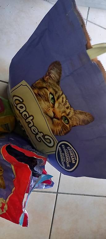 Katzenstreu, Futter, Napf, Schaufel, Kamm