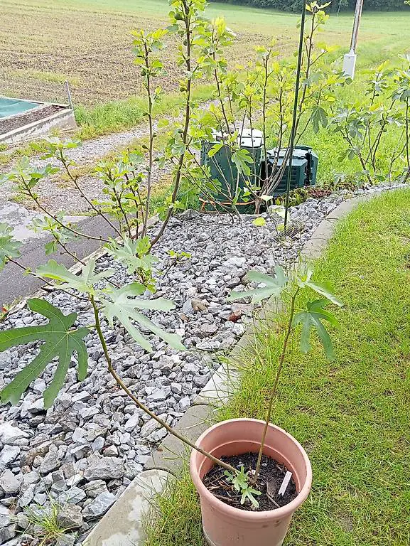 Feige Ronde de Bordeaux