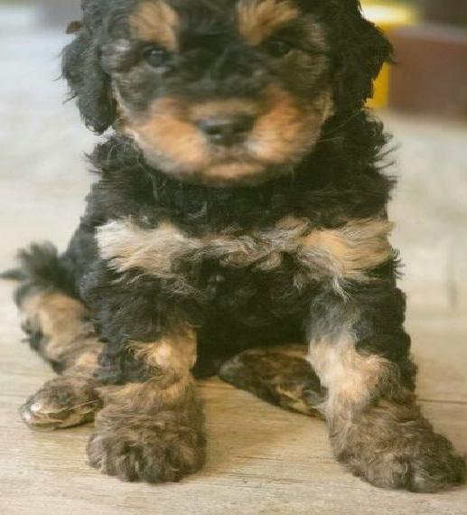Kleine Gesunde Aussiedoodle Pudel Welpen