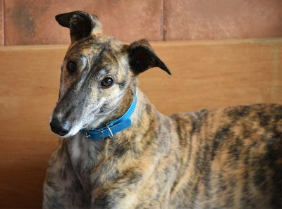 Greyhound Nathaniel auf der Suche nach seinen Menschen