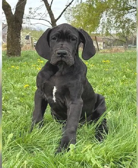 Deutsche Dogge Welpen schwarz aus familiärer VDH Zucht