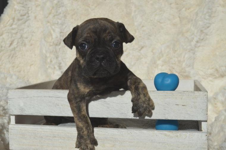 ABGABEBEREIT Old English Bulldog Welpe kleiner Rüde aus langjähriger Körzucht mit Ahnentafel