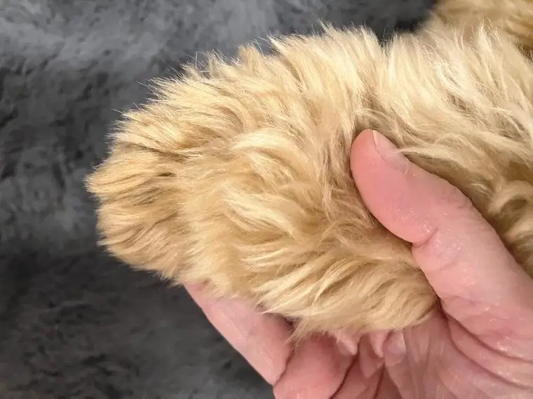 Traumhafte Goldendoodle Hündin 38 cm