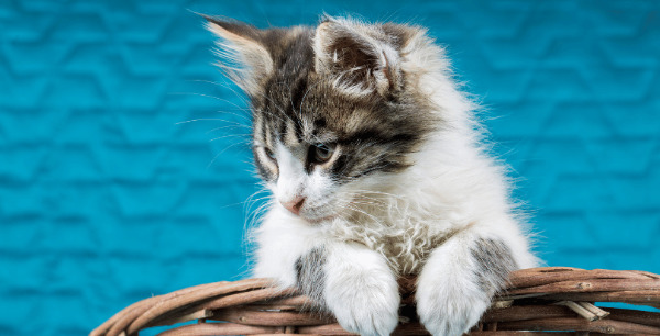 Servizio di Dog, Cat e Pet Sitter a Mendrisio e Dintorni