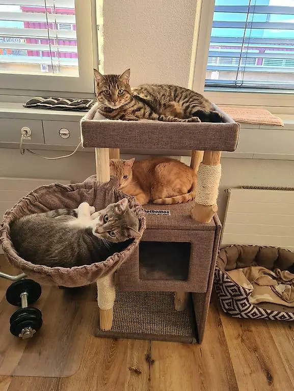 Katzenbaum Naturholz massiv kompakt brandneu Kitten & adults