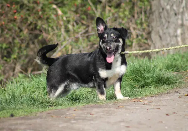 Tico: Mischlingsrüde, ca. 2,7 Jahre alt, z.zt. in Ungarn