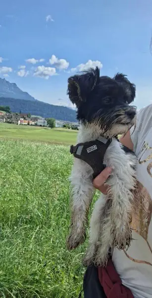 Süsse Yorkie Hündin Laky sucht neue Familie