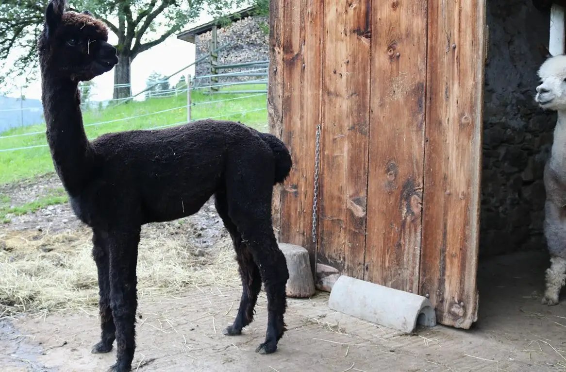 Alpaka Junghengst AvU Jasper zu verkaufen