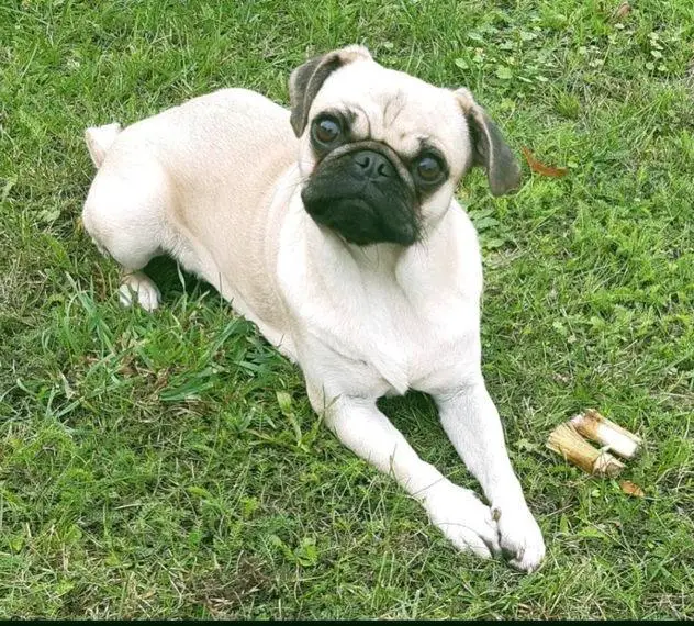 Wurfankündigung Welpen altdeutscher Mops