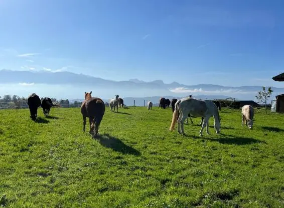 Pferdepark bietet Stelle als Working Student/ Praktikum - Reitkunst