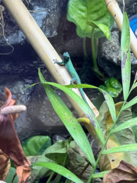 Lygodactylus Williamsi 1.0