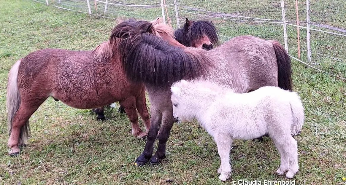 Biete Fohlenweide mit Betreuung für Minishetty Stutfohlen