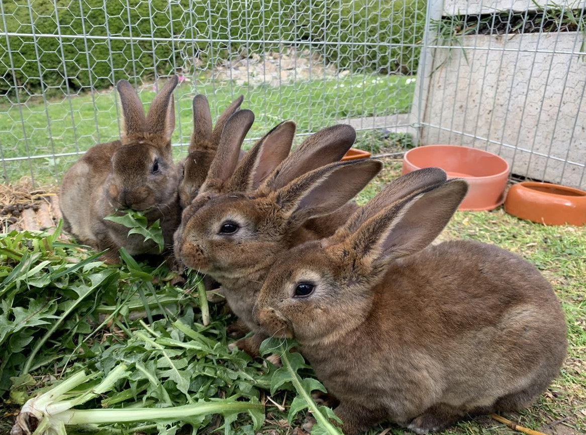 Junge Rex-Kaninchen suchen ein Zuhause