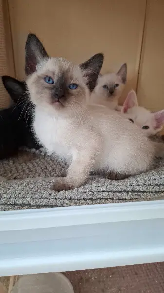 Sphynx cornisch rex mix kitten