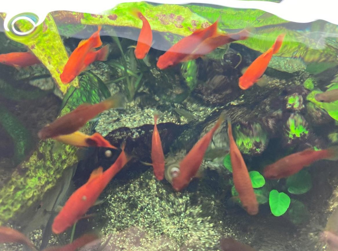 GRATIS: Platy zum Abholen