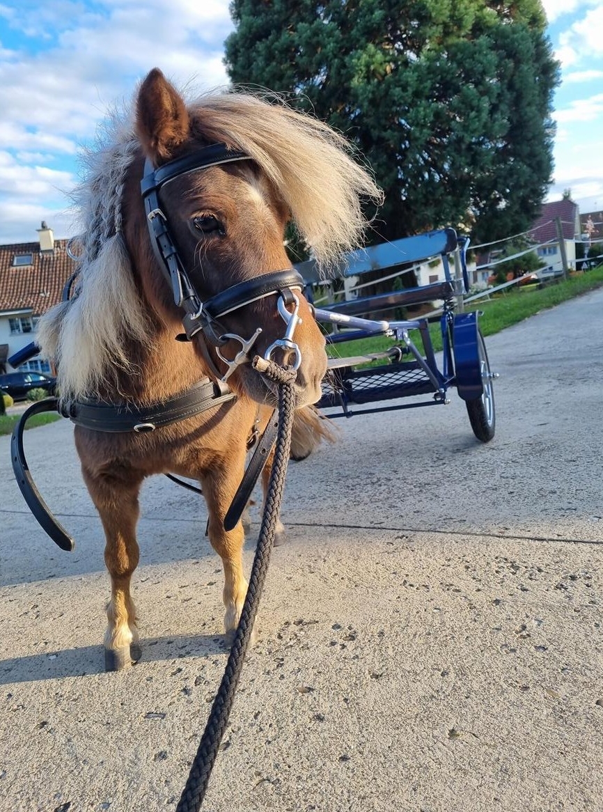 Vielseitige Mini Shetty Stute (Mini Shetlandpony) zu verkaufen - Preis verhandelbar