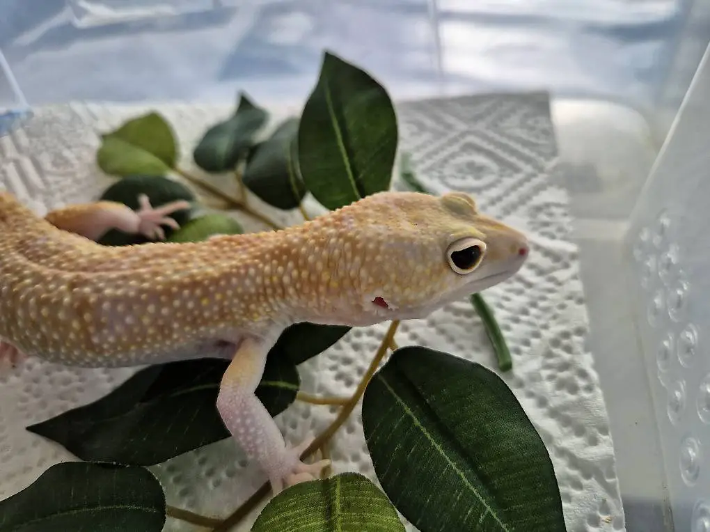 Leopardgecko männchen