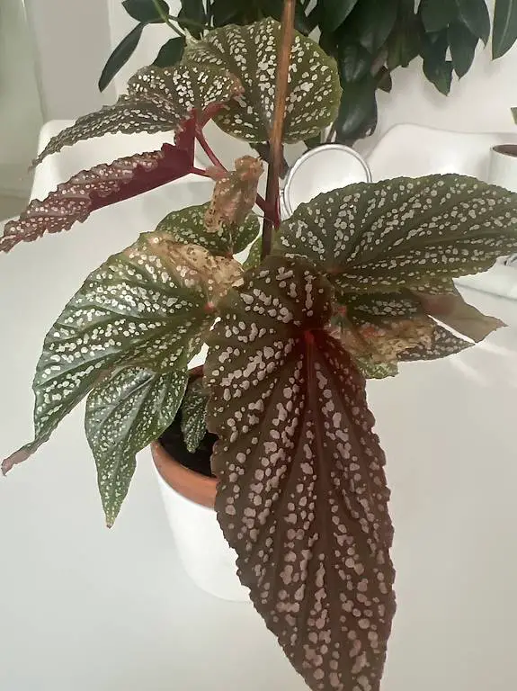 Forellenbegonie ca. 30 cm