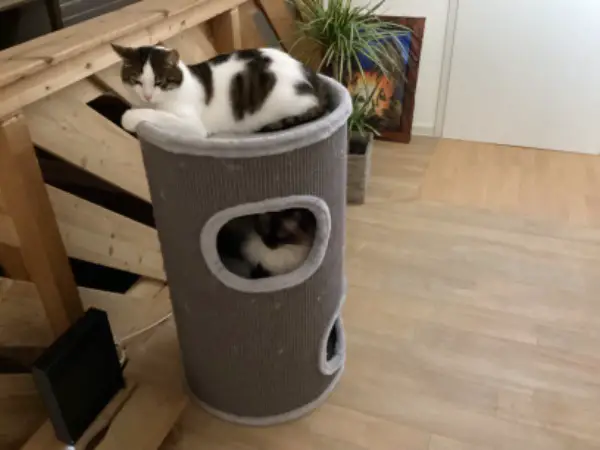 Katzen und Hundefutter