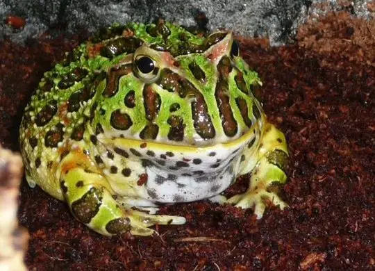 SUCHE Schmuckhornfrosch - Ceratophrys ornata oder cranwelli