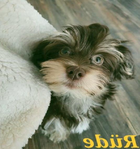 Kleine Reinrassige Havaneser Welpen sind abgabebereit.