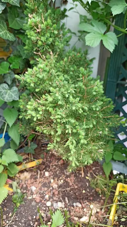 3 zwergnadelbäumli im Topf