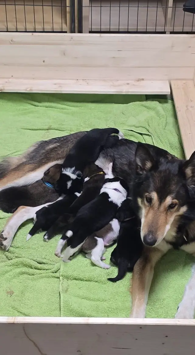 Border Collie Mischlingswelpen abzugeben