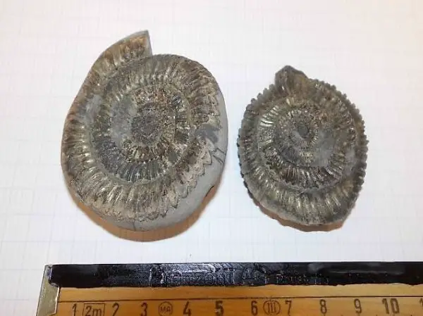 Fossli Versteinerung Ammonit Schnecke Dactylioceras Dekor