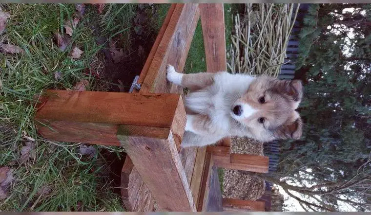 Shetland Sheepdog Hündinnen in Dark Sable