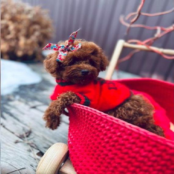 Toy Pudel dark red brown asiatische linien