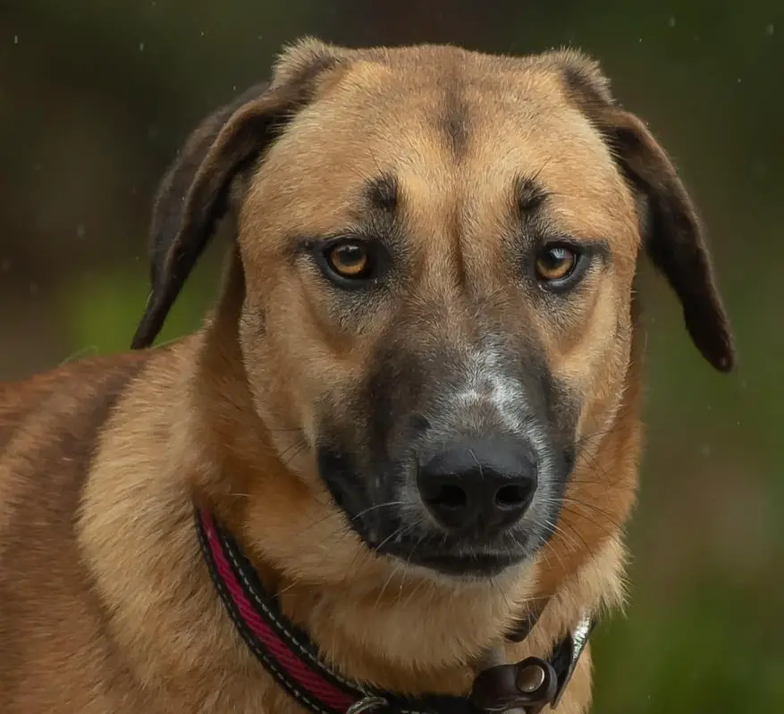 Mischlingshündin Muffin, sucht liebevolle und geduldige Menschen