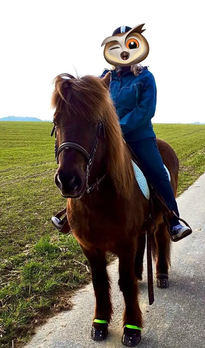 Suche Reitbeteiligung für Isländer in Pfaffnau LU