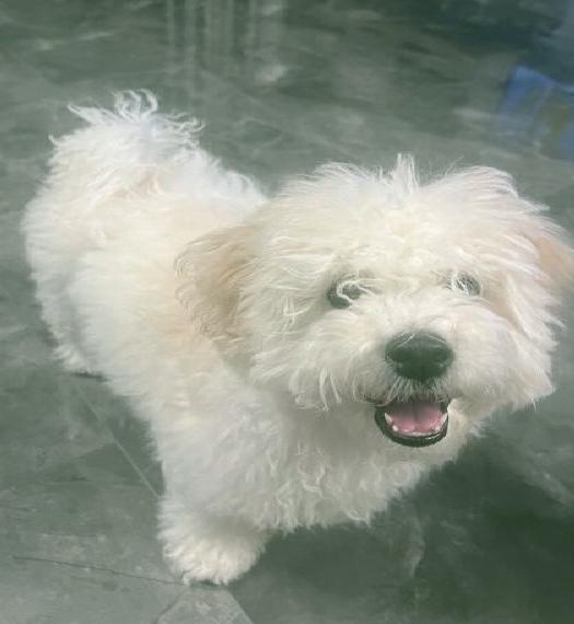 Bichon Frisé Rüde Welpe Hund Männlich Junge 4,5 Monate