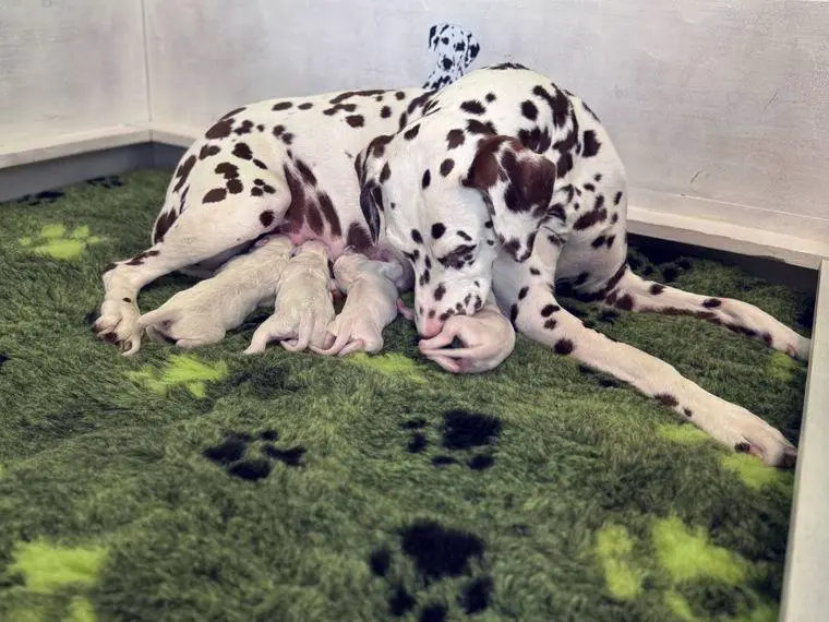Zwei kleine Dalmatinerjungs suchen noch ihre Menschen