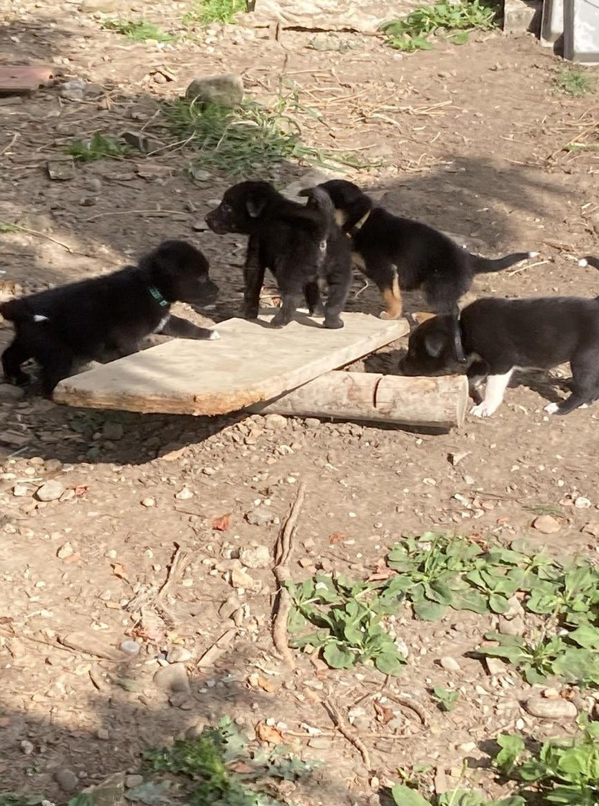 Border Collie x Labrador/Schäferhund Welpen