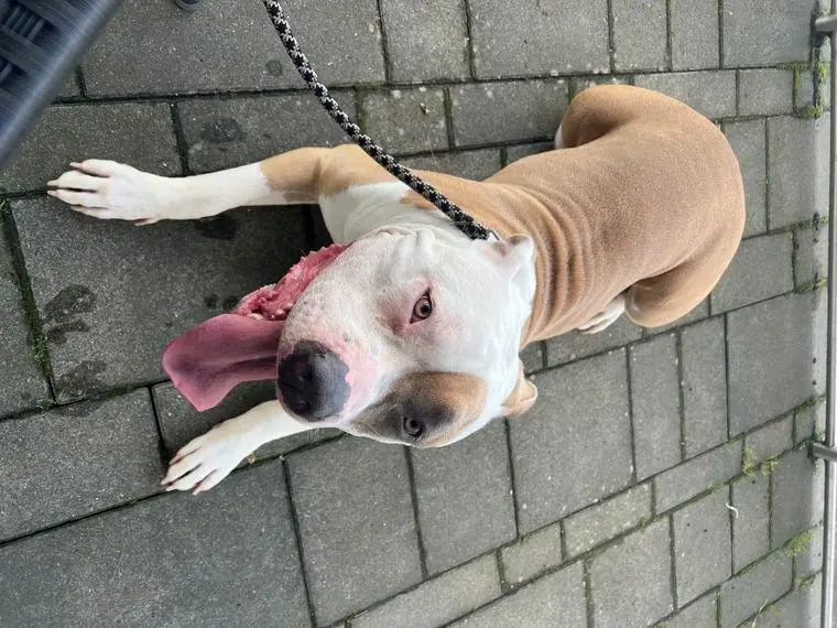 American Bulldogg Hündin