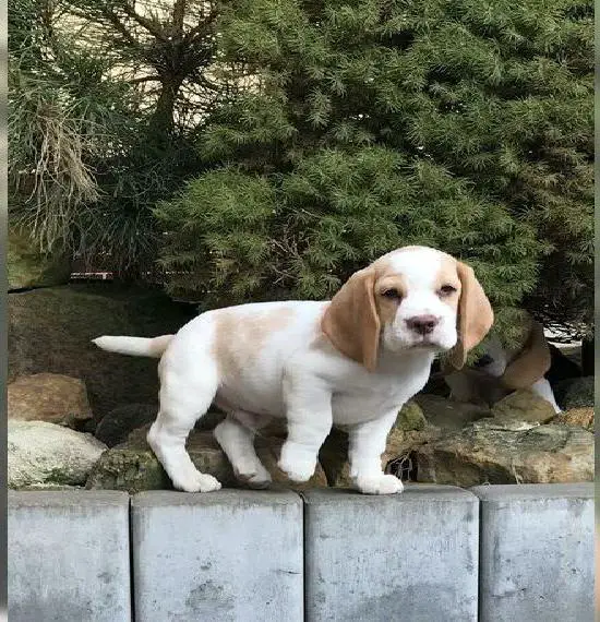 Beagle Welpen mit FCI Papieren