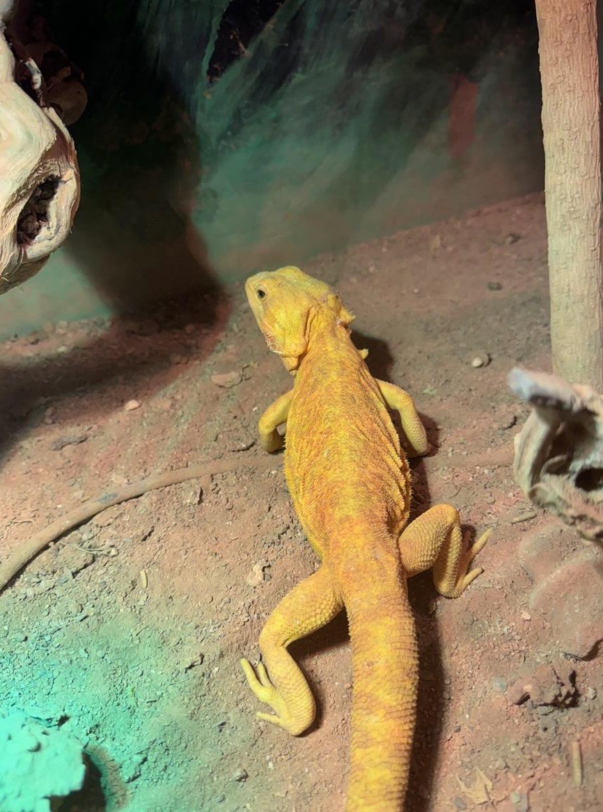 Sehr schön gefärbtes Farbbartagame Weibchen