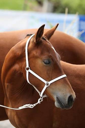 Leder Fohlenvorführhalfter Pony und Warmblut WEISS