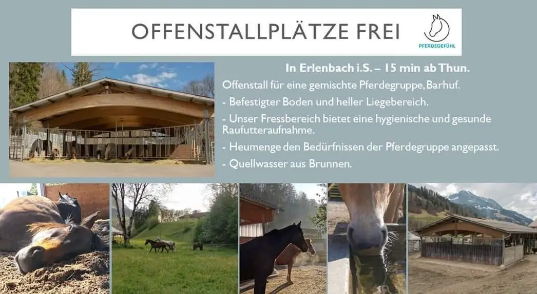 Offenstallplätze frei in Erlenbach im Simmental