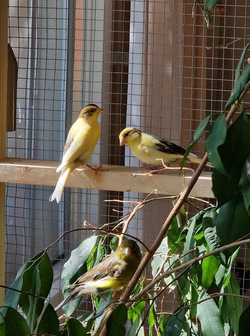 Junge Kanarienvögeli, männlich & weiblich