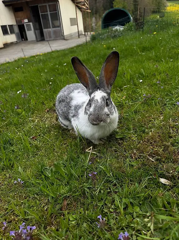 Schweizer Schecken/ deutscher Riesen Mix Hasen