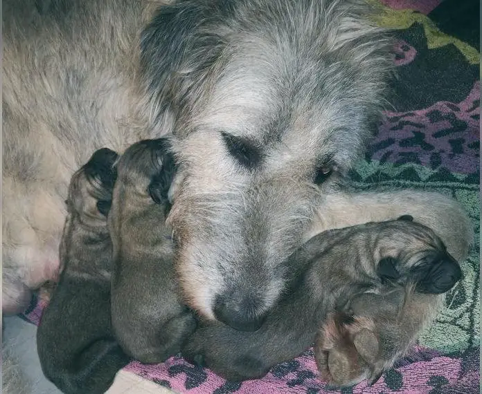 Irish Wolfhound Irischer Wolfshund Welpen